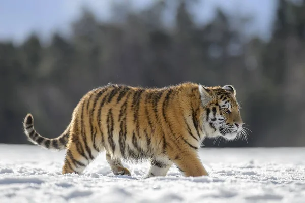 Siberian Tiger Panthera Tigris Altaica Juvenile Running Snow Captive Moravia — kuvapankkivalokuva