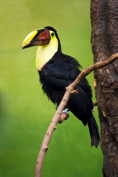 Red Billed Toucan Ramphastos Swinsoni Ζωολογικός Κήπος Της Βασιλείας Ελβετία — Φωτογραφία Αρχείου