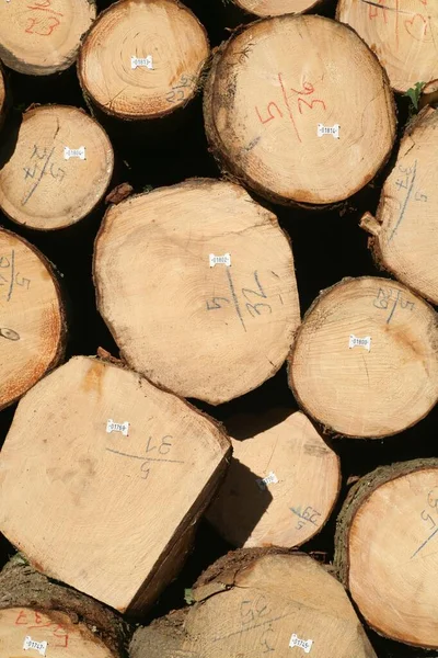 Tree Logs Piled Numbered Labeled Ready Transport — Foto de Stock
