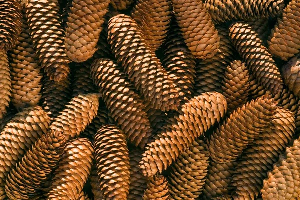 Cones Fire Picea Abies — 스톡 사진