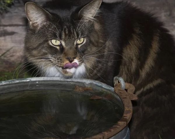 Maine Coon Cat Close View — ストック写真