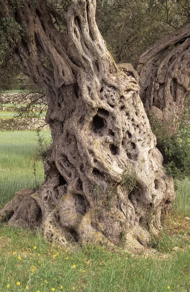 Velmi Starý Olivovník Stojící Zelené Louce — Stock fotografie