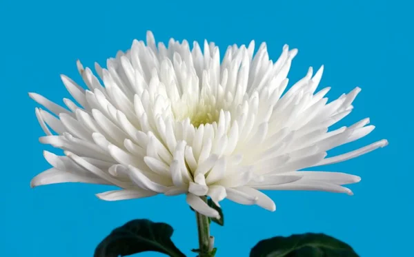 Chrysanth Chrysantem Квітка Зблизька Вид — стокове фото