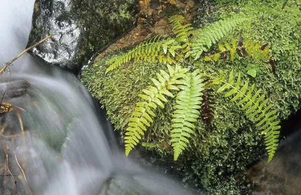 Small Stream Running Moss Pads Temperate Rainforest Mount Rainier National — ストック写真