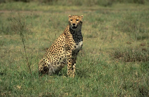 Cheetah Sittig Grassland Serengeti National Park Tanzania Africa — Fotografia de Stock