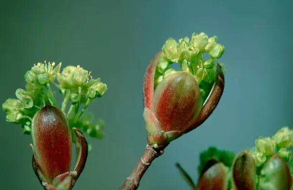 Norway Maple Blossoms Acer Platanoides — Stock Photo, Image
