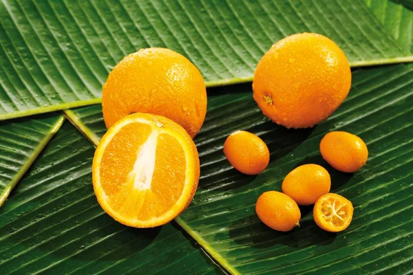 Oranges Citrus Sinensis Kumquats Cumquats Fortunella Banana Leaves — Stock Photo, Image