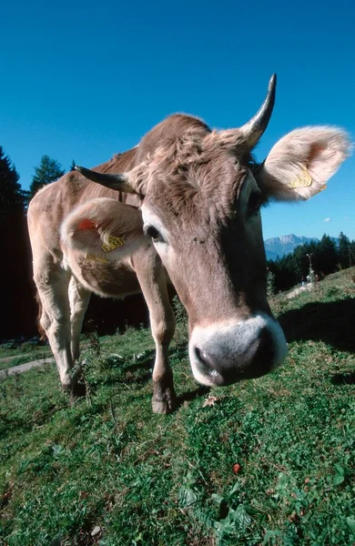 Bovini Mucche Alpi Baviera Germania Europa — Foto Stock