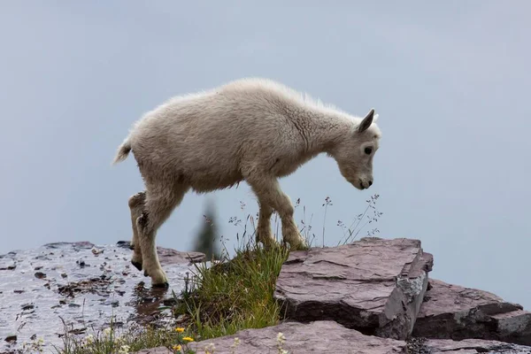 Mountain Goat Oreamnos Americanus Goatling Snow Field Glacier National Park — Zdjęcie stockowe