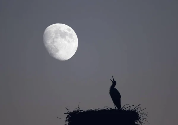White Stork Ciconia Ciconia Stork Nest Ciconia Ciconia Moonlight Hesse — 스톡 사진