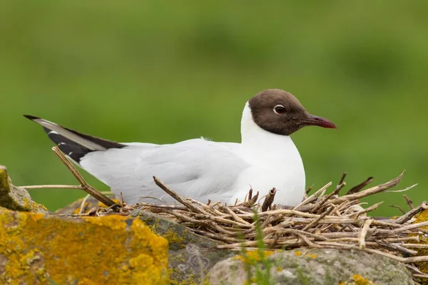 Gaviota Cabeza Negra Islas Farne Northumberland Inglaterra Reino Unido Europa — Foto de Stock