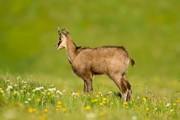 Alpine Chamois Standing Mountain Meadow Vosges France Europe — Stockfoto