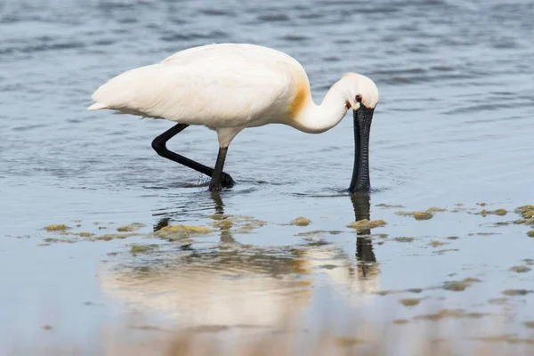 Common Spoonbill Foraging Water Texel North Holland Netherlands — Stockfoto