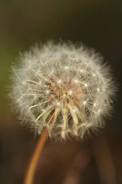 Dandelion Iceland Photographiert — Stock Photo, Image