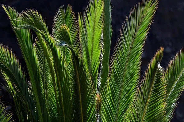 Canary Island Date Palm (Phoenix canariensis), palm fronds, La Gomera, Canary Islands, Spain, Europe