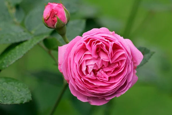 Rosa Rosenblüten Nahsicht Sommerkonzept — Stockfoto