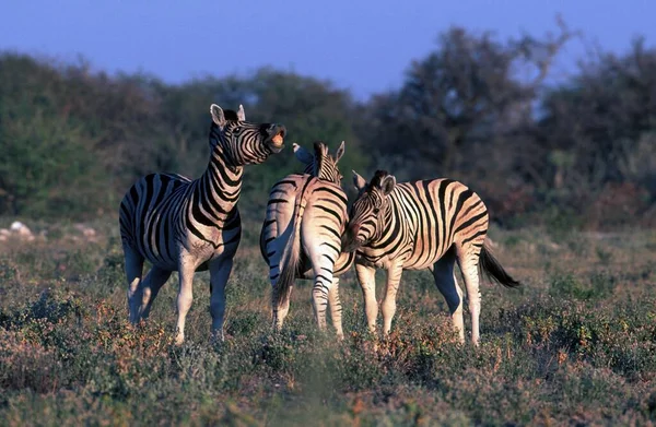 Zebre Stalloni Giumente Burchell Parco Nazionale Etosha Namibia Equus Quagga — Foto Stock