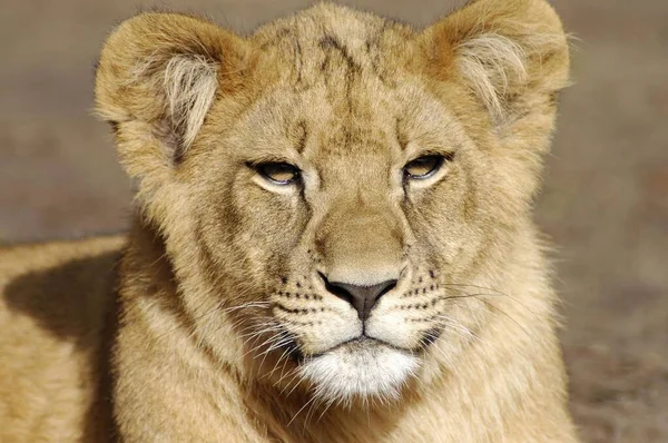 African Lion, portrait of young lion