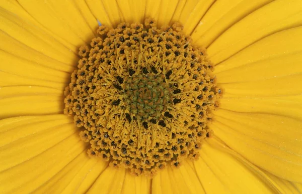 Girasole Dettaglio Fiorito Helianthus Spec — Foto Stock