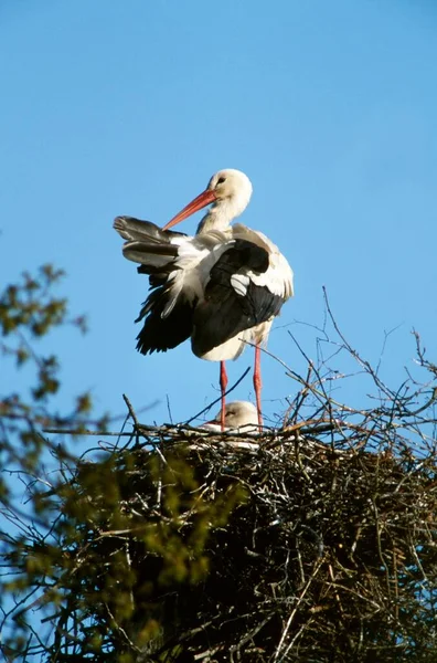 White Stork Ciconia Ciconia Nesting Salina Rheine Germany Europe — Zdjęcie stockowe