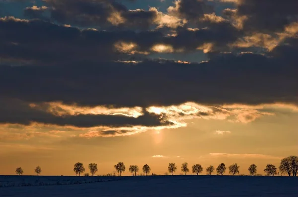 Hinterleuchtete Baumreihe Bei Sonnenuntergang Deutschland Europa — Stockfoto