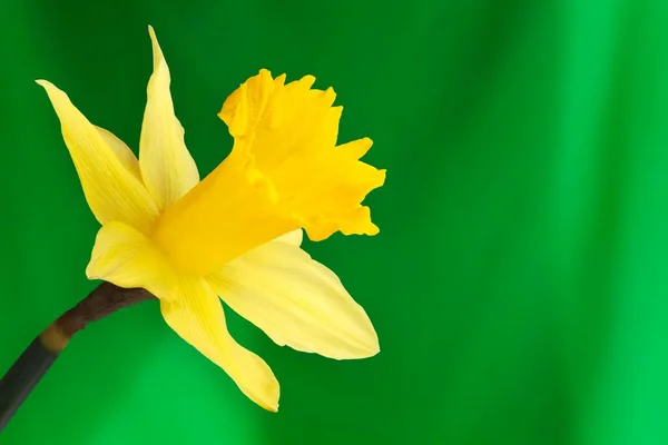 Daffodil Narcissus Close View — Φωτογραφία Αρχείου