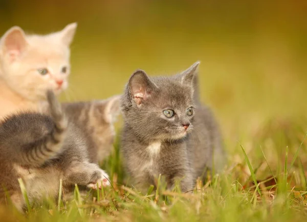 Tři Mladé Domácí Kočky Koťata Týdnů Hrající Louce — Stock fotografie