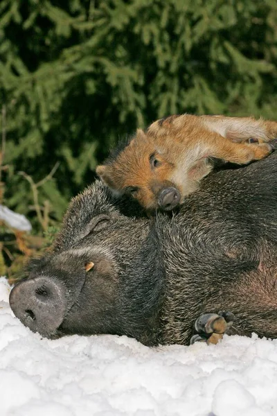 Cinghiali Sus Scrofa Scrofa Con Suinetto Suino — Foto Stock