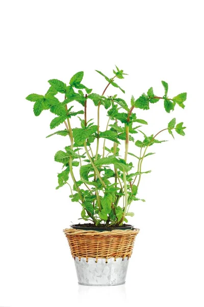 Mint Growing Pot Close View — Stok Foto