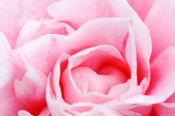 Rose Flower Close View Summer Concept — Fotografia de Stock