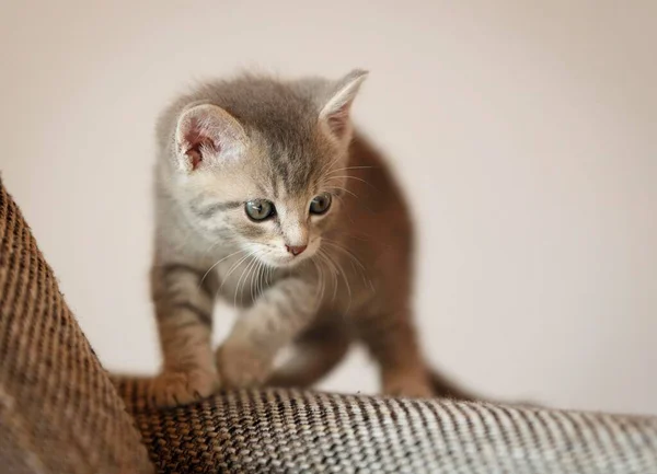 Kedi Yavrusu Hafta Kanepede Duruyor — Stok fotoğraf