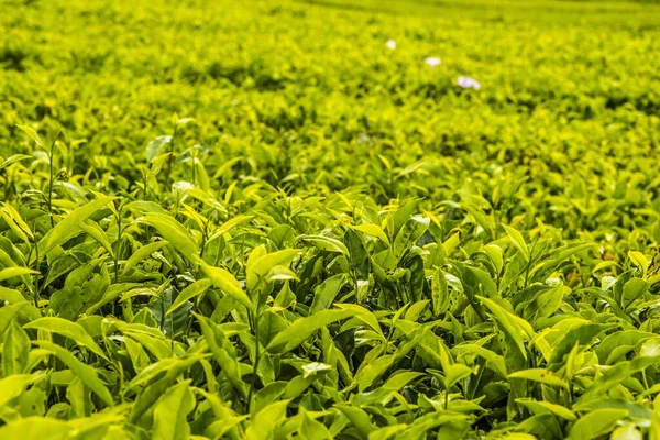 Tea plant, tea plantations, Cameron Highlands, Tanah Tinggi Cameron, Malaysia, Asia