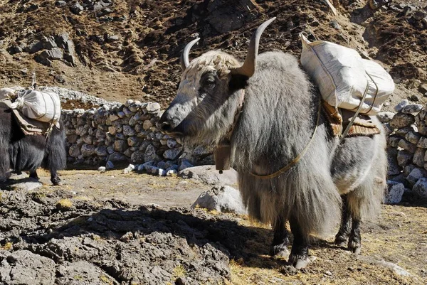 Yak Sagarmatha National Park Khumbu Himal Nepal Asia — Stock Photo, Image