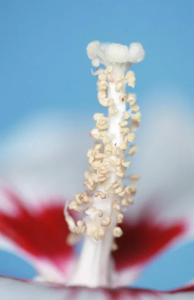 Hibiscus Çiçeği Yakın Görüş Yaz Konsepti — Stok fotoğraf