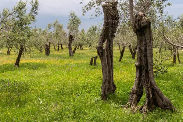Olive Trees Blooming Meadow Sirmione Lombardy Italy Europe — 스톡 사진