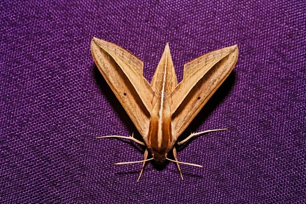 Moth Sungai Mahakam East Kalimantan Borneo Indonezja Azja — Zdjęcie stockowe