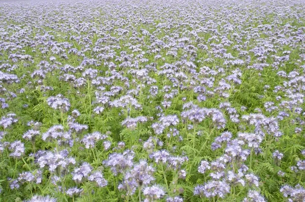 Phacelia Phacelia Tanacetifolia Used Organic Fertilizer Green Dung Acre — Stock fotografie