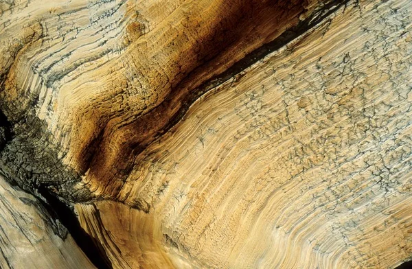 Weathered Wood Bristlecone Pine Glacier Valley Great Basin National Park — Stok fotoğraf