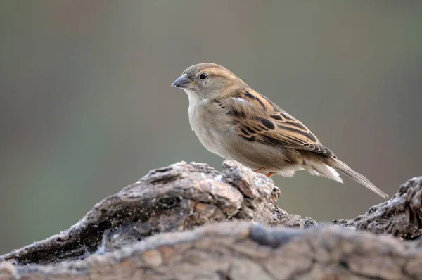 Female House Sparrow Sitting Tree Bark — Stock Photo, Image