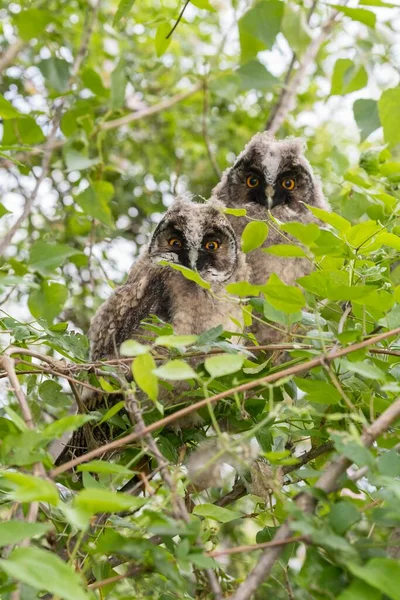 Young Long Eared Owls Sitting Tree Young Animals Lake Neusiedl — ストック写真