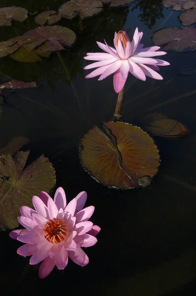 Water Lilies Flowers Close View Summer Concept — Foto de Stock