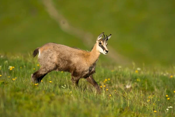 Alpine Chamois Walking Mountain Meadow Vosges France Europe — Photo