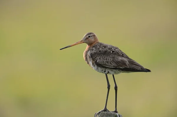 Black Tailed Godwit Perched Post Texel Netherlands Europe — Stock Fotó