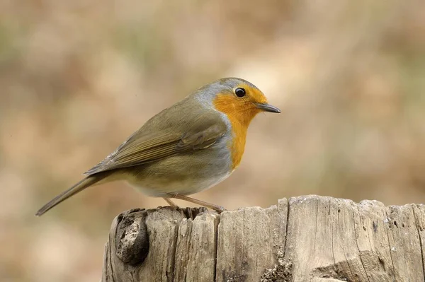 Robin Europeu Erithacus Rubecula — Fotografia de Stock