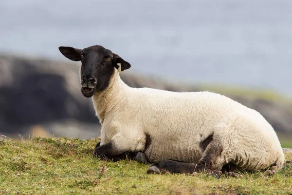 Sheep Beara Peninsula Cork Ireland Europe — 图库照片
