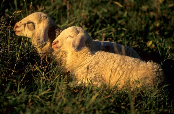 Two lambs in a meadow, Val Bregaglia, Bergell, Switzerland, Europe