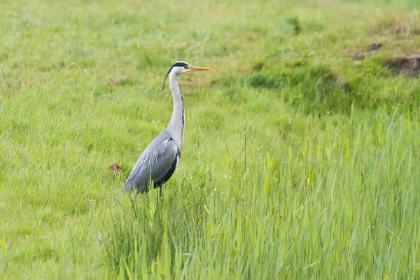 Gray Heron Standing Meadow Texel North Holland Netherlands — Zdjęcie stockowe