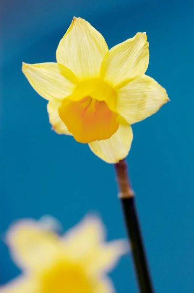 Daffodil Flowers Close View Summer Concept — Φωτογραφία Αρχείου