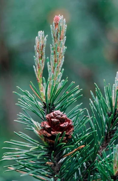 Swiss Mountain Pine Bavaria Germany Europe — Stock Photo, Image