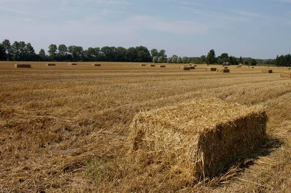 Straw Bales Stubble Field North Rhine Westphalia Germany Europe — Φωτογραφία Αρχείου